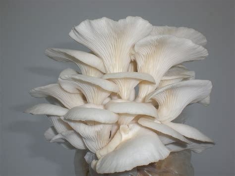 Grow Oyster Mushrooms The Easiest and Most Profitable Way | A Complete Step-by-Step Guide To ...