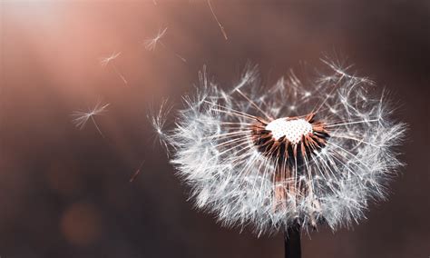 Engineers uncover secret 'thinking' behind dandelions' seed dispersal