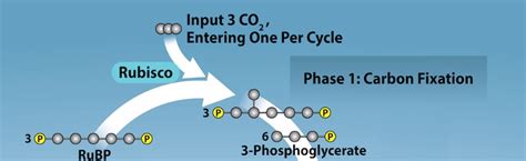 Chapter 24: Photosynthesis: Light-independent reactions – Introductory Biology I