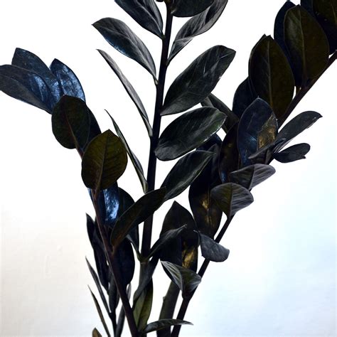 Black Zamioculcas ZZ Plant | Plants, Zz plant, House plants