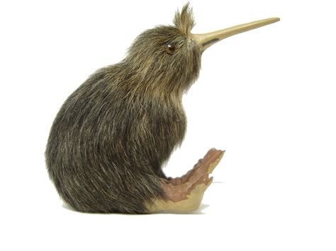 Kiwi Bird PNG Images Transparent Free Download | PNGMart.com