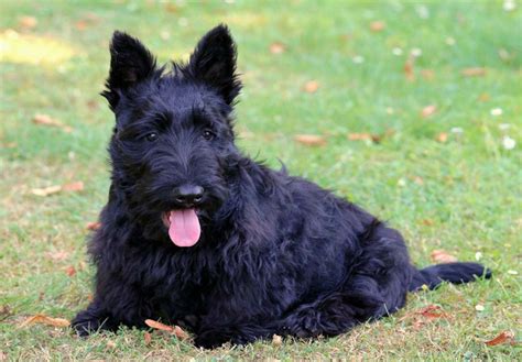 Scottish Terrier Puppies For Sale - AKC PuppyFinder