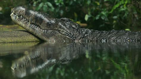 Estuarine Crocodile - Singapore Zoo