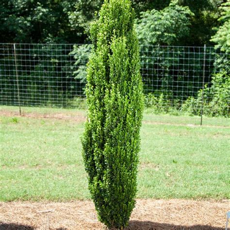 Straight & Narrow® Japanese Holly | Sooner Plant Farm