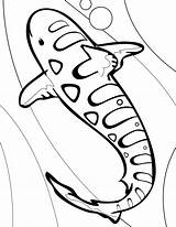 Whale Shark Coloring Pages sketch template