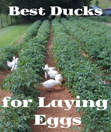 The Best Ducks for Laying Eggs | PetHelpful