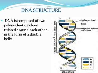 Structure of dna | PPT