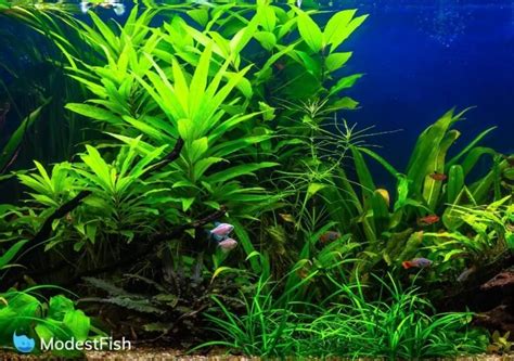 Best Aquarium Plant Fertilizers Compared & Reviewed 2024