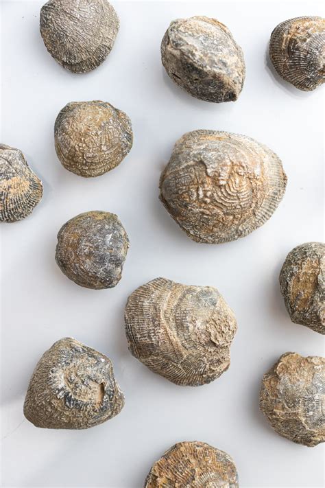 Brachiopod Fossil – Stemcell Science Shop