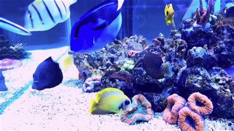 Free Regal Tang | REEF2REEF Saltwater and Reef Aquarium Forum