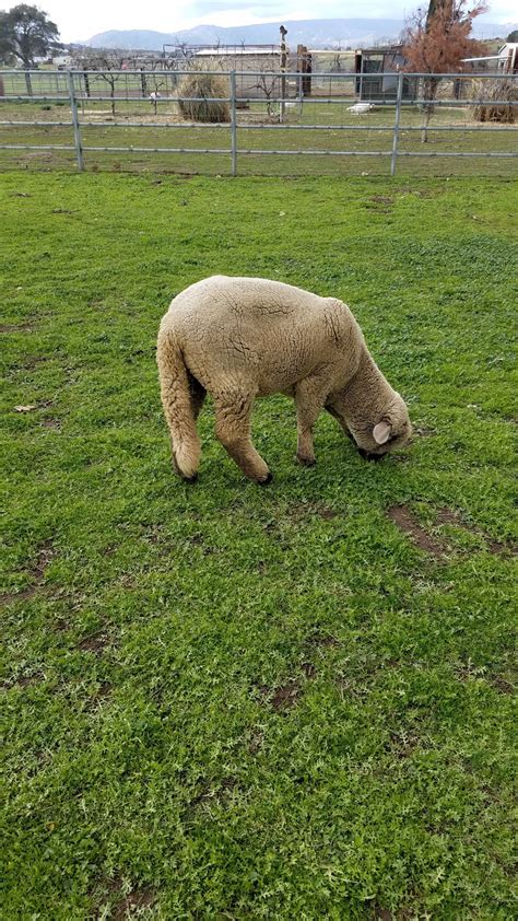 I honestly never knew sheep have tails! -taken at Farm Animal Refuge, San Diego : r/vegan