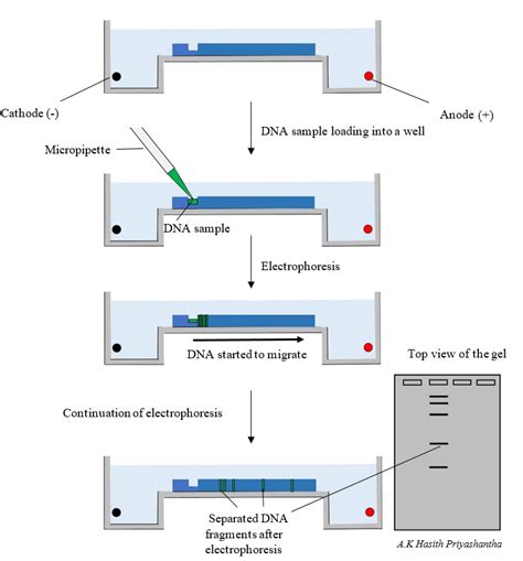 Separation of DNA fragments by gel electrophoresis according to... | Download Scientific Diagram