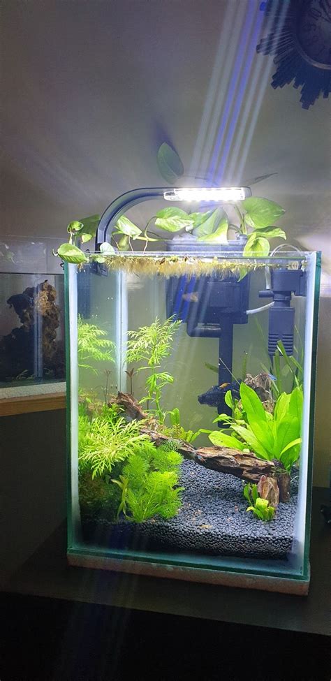 Setting Up Your Nano Tank Aquarium