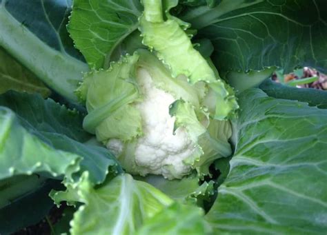 Growing Cauliflower | Family Food Garden