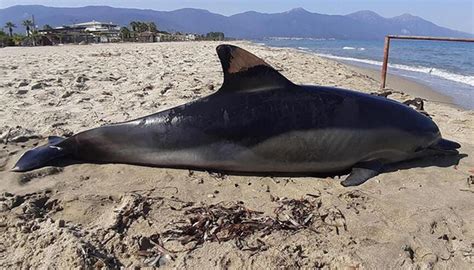 Scientists to find cause of dead dolphins washing up on Istanbul shores ...