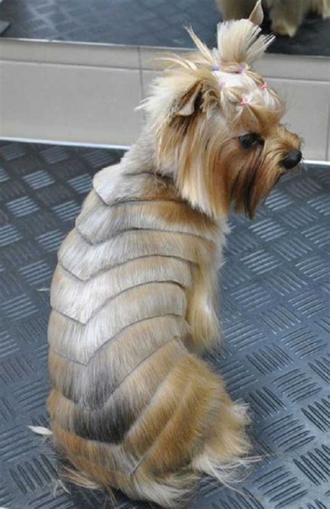 151 Extremely Cute Yorkie Haircuts for Your Puppy | Yorkie haircuts ...