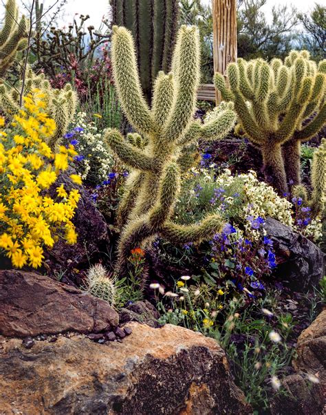 Cacti and flowers near Tucson. | Free Photo - rawpixel