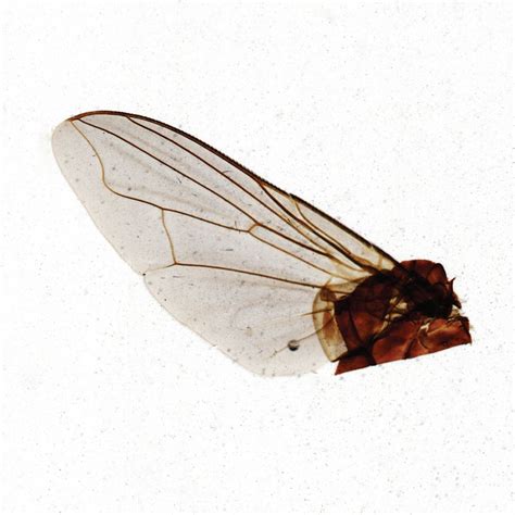 House Fly (Musca domestica) Wing, w.m. Microscope Slide | Carolina Biological Supply