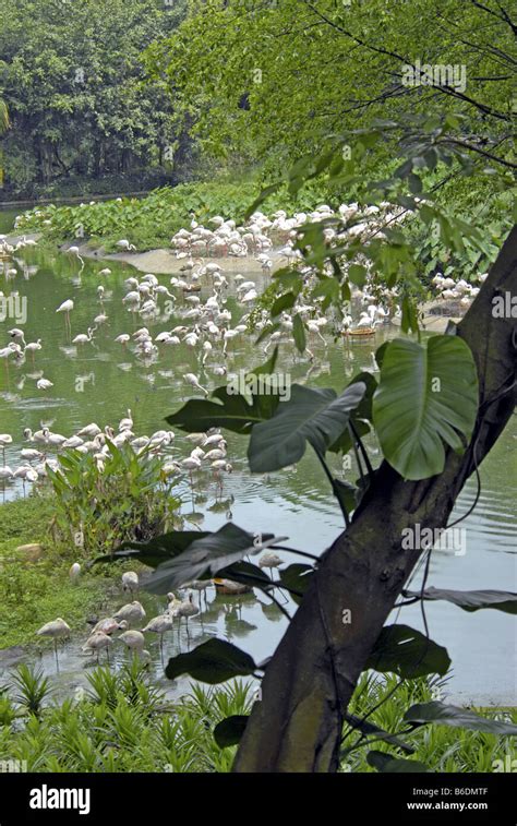 JURONG BIRD PARK IN SINGAPORE Stock Photo - Alamy