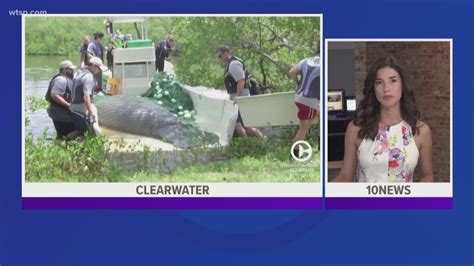 Wounded manatee dies after being hit by boat several times | wtsp.com