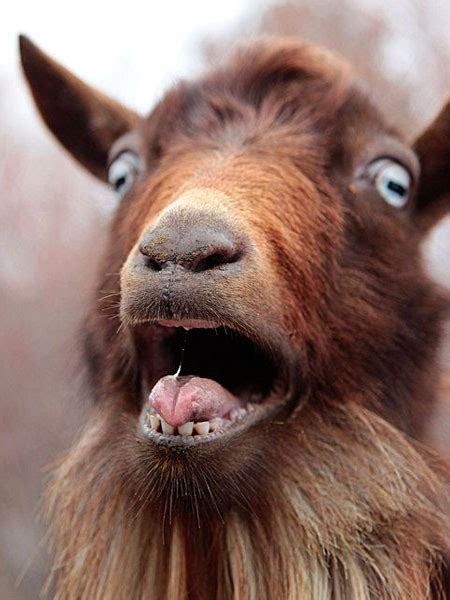 Create meme "the goat face, funny goat" - Pictures - Meme-arsenal.com