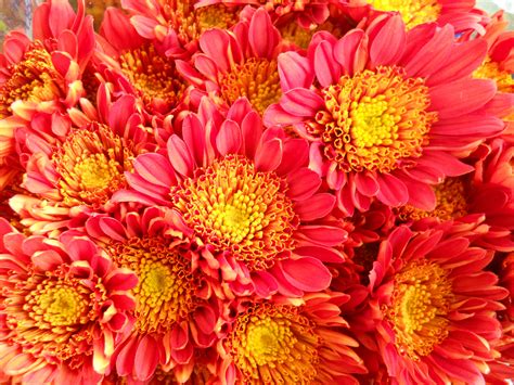 11 Types Of Chrysanthemum And How To Care For Them - Homida