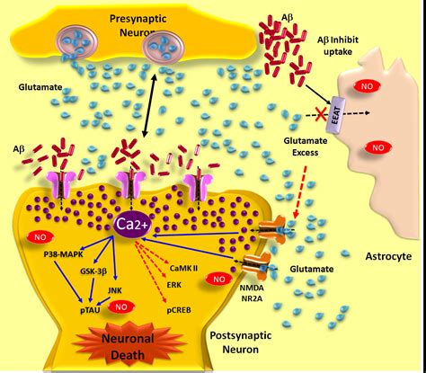 Alzheimer Disease: The Role of Aβ in the Glutamatergic System | IntechOpen