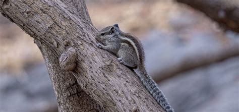 You Found A Baby Squirrel… What Do You Do? - Wildlife SOS