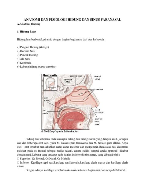 Anatomi Dan Fisiologi Hidung Dan Sinus Paranasal | PDF