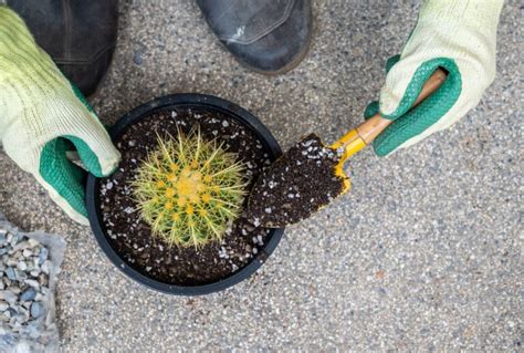 Cactus Fertilizer: When & How to Fertilize a Cactus