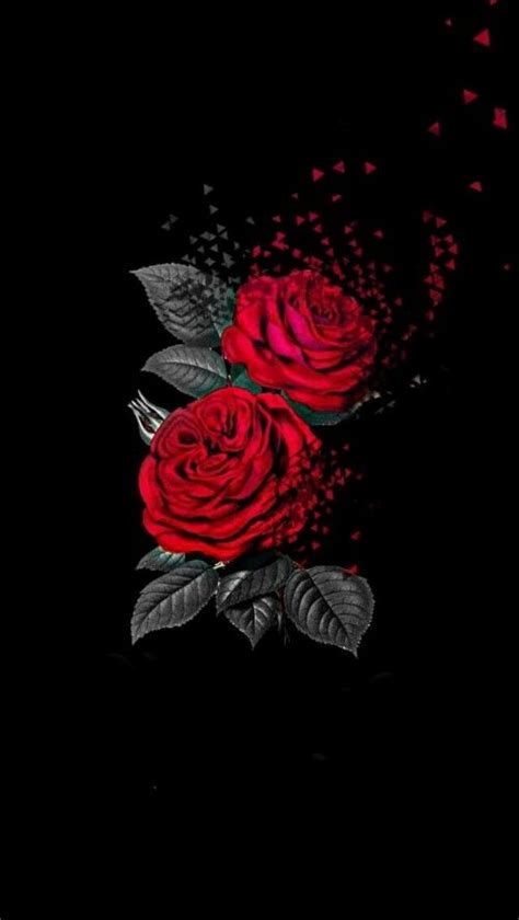 Dark Red Rose Wallpaper Phone