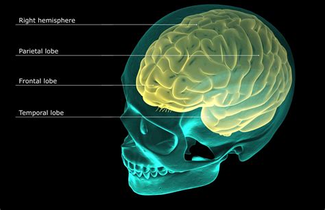 Parietal Lobes Function and Brain Anatomy