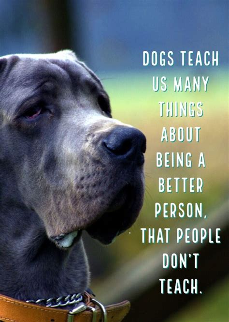 19 Best Quotes About Dogs And People – VitalCute