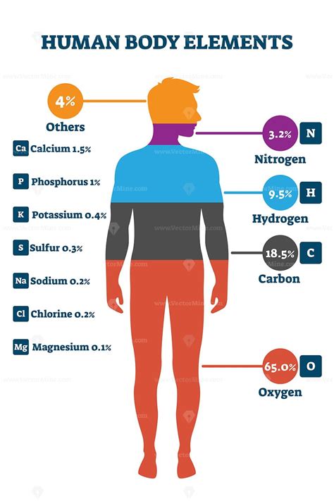 Human body elements, vector illustration infographic - VectorMine