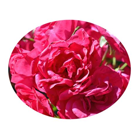 free roses for free and commercial use