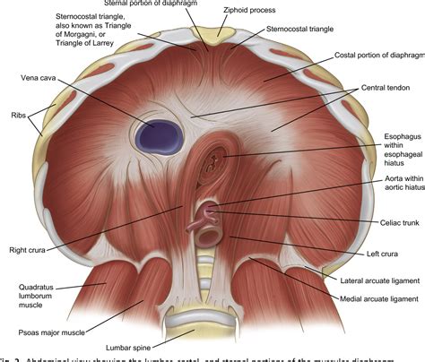 Figure 5 from Anatomy of the normal diaphragm. | Semantic Scholar