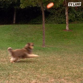 Dog Catching Frisbee GIFs - Get the best GIF on GIPHY