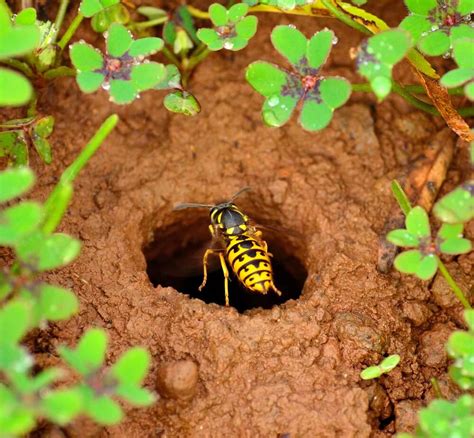 Giant Hornet Nest In Ground | Bruin Blog