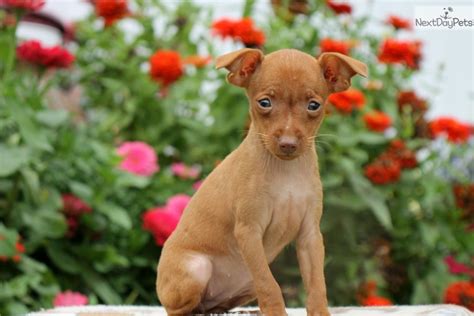 Miniature Pinscher puppy for sale near Lancaster, Pennsylvania. | a342085c-23d1