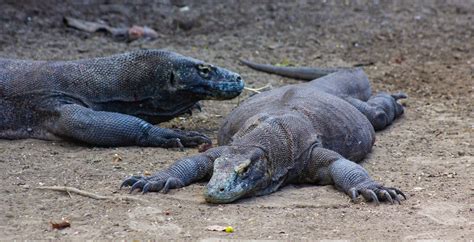 Bacteria or Venom? The Surprising Secret Behind the Komodo Dragon’s Deadly Bite