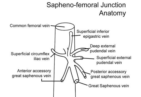 R.T. (S), RDMS, RVT on Instagram: “Anatomy of the Saphenofemoral ...