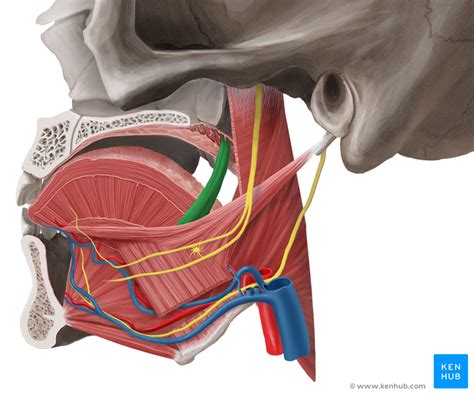 Soft Palate - Anatomy, Function & Muscles | Kenhub