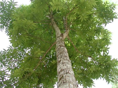 9 Trees That Grow In India And All You Need To Know About Them - Indiatimes.com