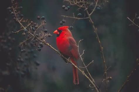 Cardinal Eggs 101: How To Identify Cardinal Eggs