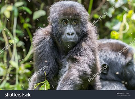 25 Grauer's Gorilla Images, Stock Photos & Vectors | Shutterstock