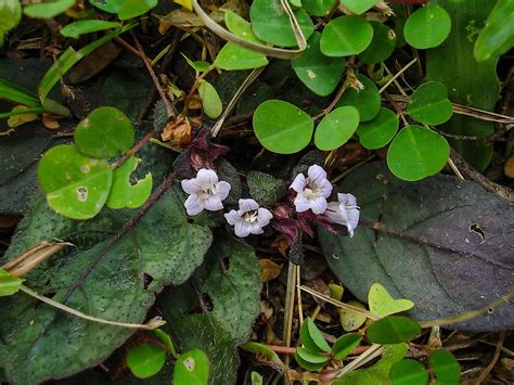 What Is The State Flower Of Massachusetts? - WorldAtlas