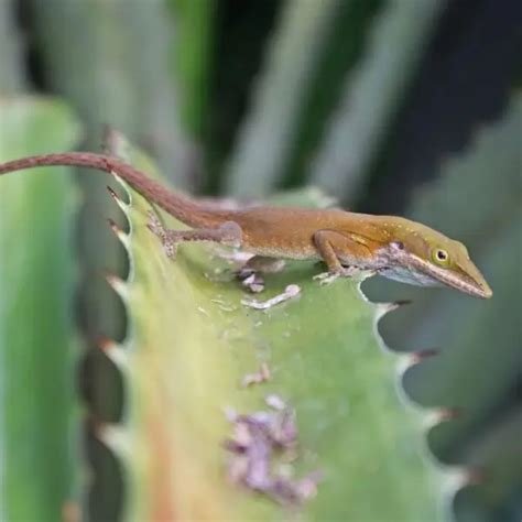 Cuban green anole - Facts, Diet, Habitat & Pictures on Animalia.bio