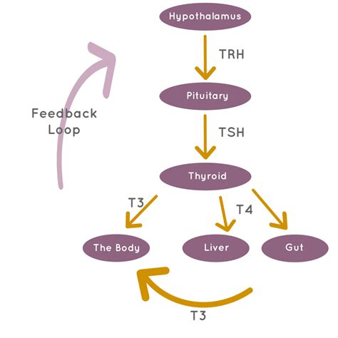 How Your Thyroid Works - Period Whisperer