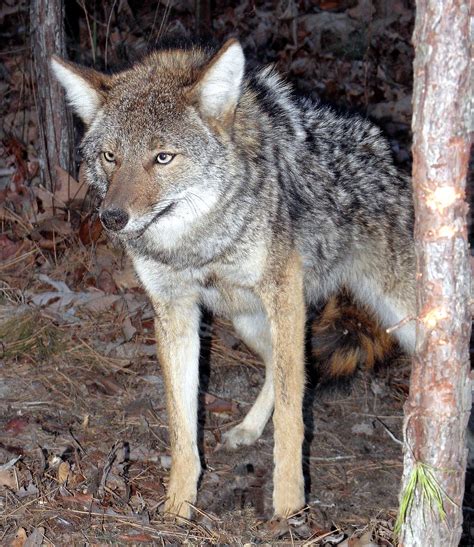 Coyote are Killers – both Good and Bad | Share the Outdoors