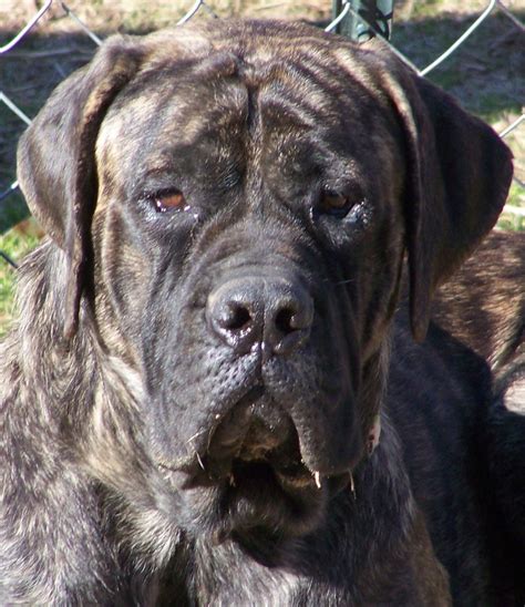 50 best St. Bermastiff images on Pinterest | English mastiff puppies ...